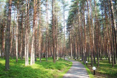 Внешний вид